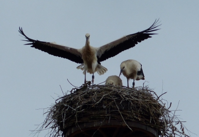 Ausflug an den Brombachsee und nach Dinkelsbuehl