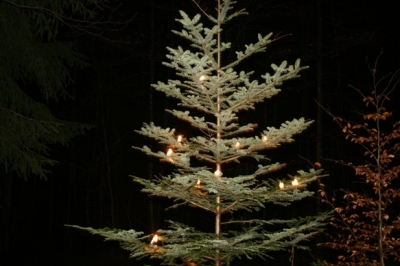 Nachtwanderung am 28. Dezember
