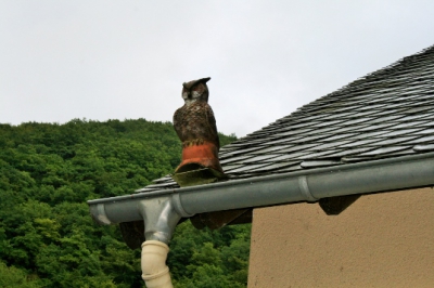 12. und 13. Juli Ausflug an die Mosel